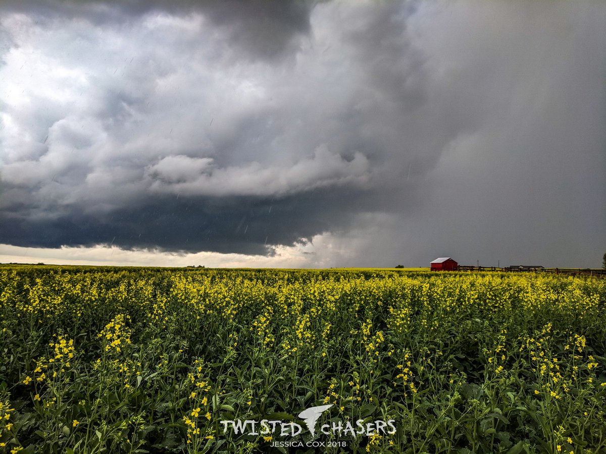 jessica_remick's tweet photo. Storm & Canola fields
July 3, 2018 at 2:40 PM
North of Paradise Valley AB https://t.co/jIeP2jzDGI