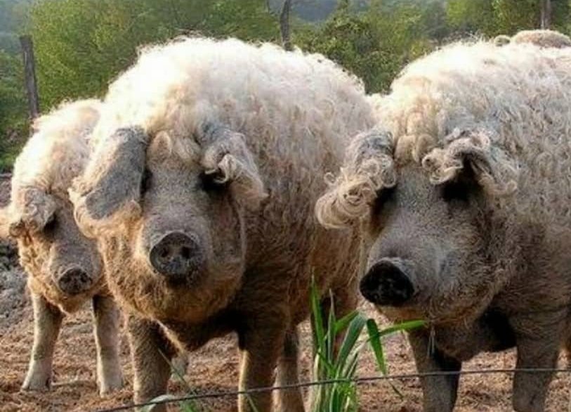 Babi mangglitsa ialah teknologi baru,
Austria kacukan babi dg biri biri, tujuan
Untuk mengelirukan umat Islam supaya makan babi yg di sangka biri biri di buang kepala selepas di sembelih.
 Na udzu billah..Astag firullahal 'adziim.

#translete