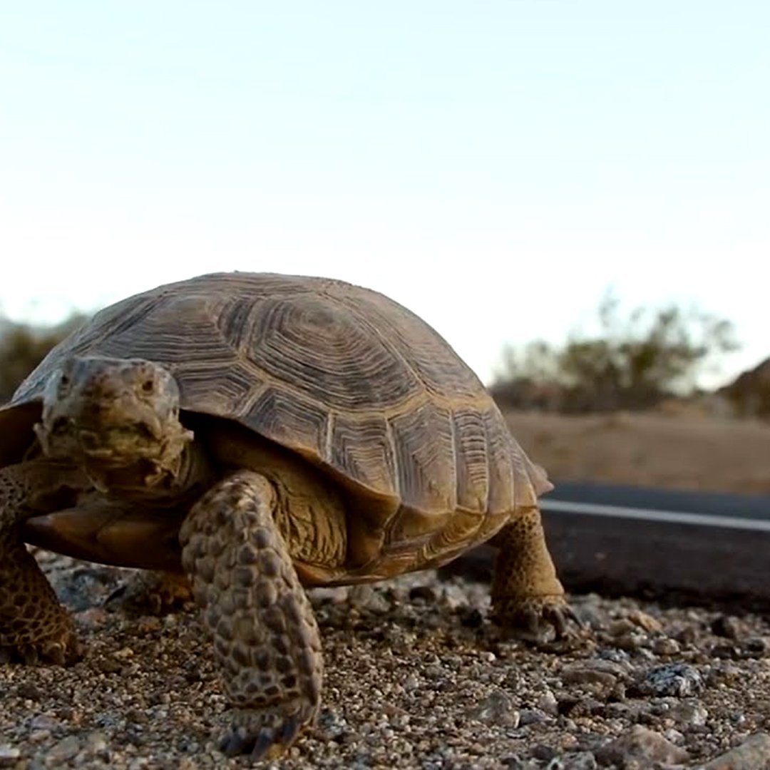 Is it a tortoise crossing a road, or a road crossing a desert? Change your perspective! We are driving through THEIR habitat. Slow down & be conscious of wildlife that share their space with us. #changeyourperspective #roadsafety #wildlifeawareness #desertdrive #threatenedspecies