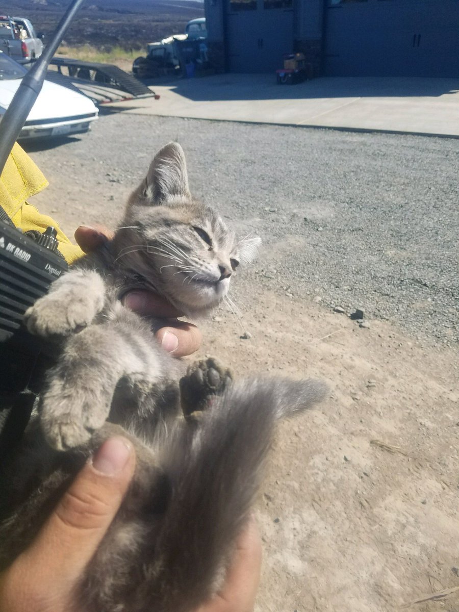 waDNR_fire's tweet photo. A firefighter found an injured kitten while mopping up the #ConradFire today. The kitten was wheezing. 

Firefighters gave her oxygen and water. They then reunited the kitten with her family.

#ThankYouFirefighters for protecting our resources and communities in every aspect. https://t.co/cDdKbMqexC