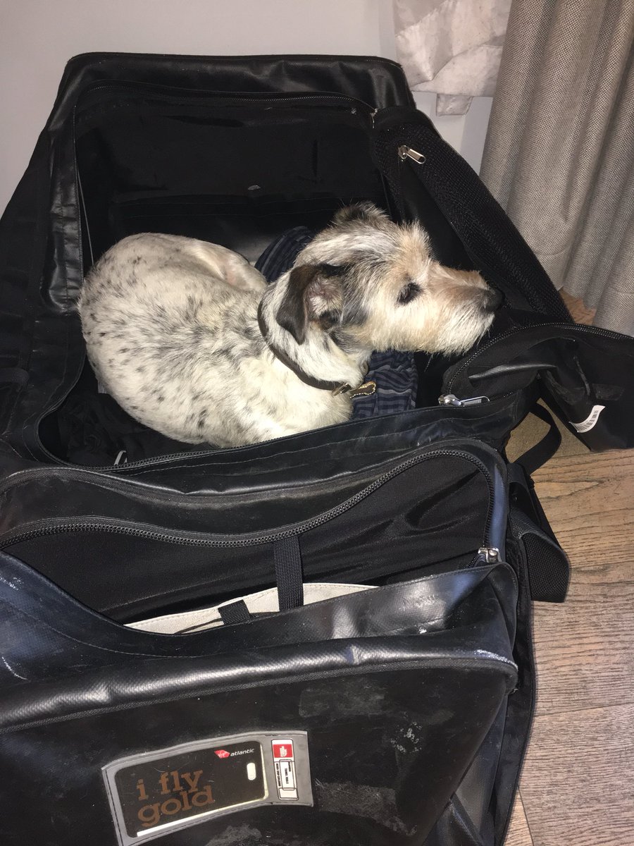 Polly Sawdon (@pollysawdon) on Twitter photo Doris, fed up with watching World Cup football on our holiday <a href="/WatergateBay/">Watergate Bay Hotel</a> in Cornwall decides to go to bed .... in Dave’s suitcase. Doris, fed up with watching World Cup football on our holiday <a href="/WatergateBay/">Watergate Bay Hotel</a> in Cornwall decides to go to bed .... in Dave’s suitcase.