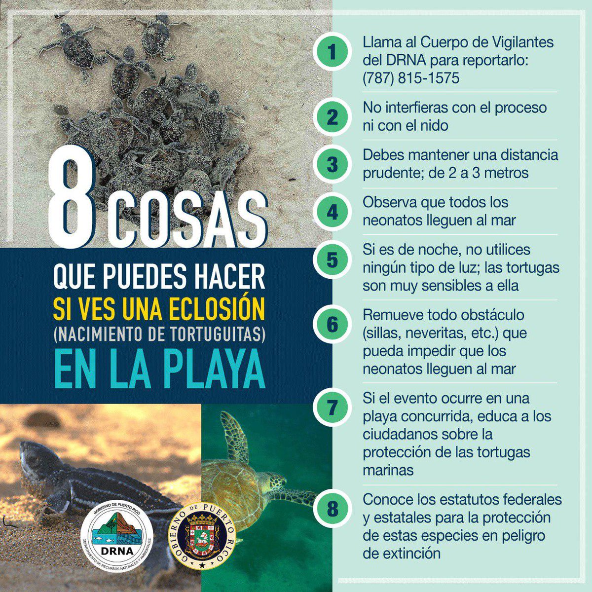 Recursos Naturales exhorta a proteger los nidos de tinglar 🐢 y a cuidar las playas. Lee los detalles ➡️ wp.me/p7g6HX-bkV