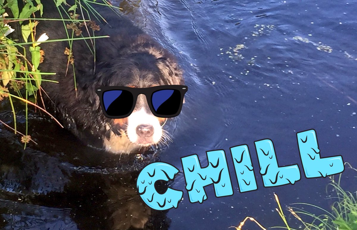 Pup_Benthe's tweet photo. Stay Cool and Chill ! #Berner #DogsofTwitter #Bernesemountaindog https://t.co/s6Giz5wPPH