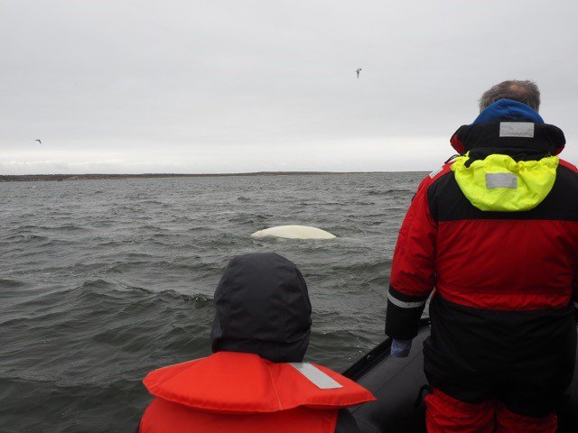 ceos_um's tweet photo. Beluga Tour in Churchill, Manitoba. So many whales! #umanitoba @TownofChurchill #knowledgeexchange2018 #amundsen #baysys #arcticnet #canada #churchill #BELUGA https://t.co/yv6tpZqBy9