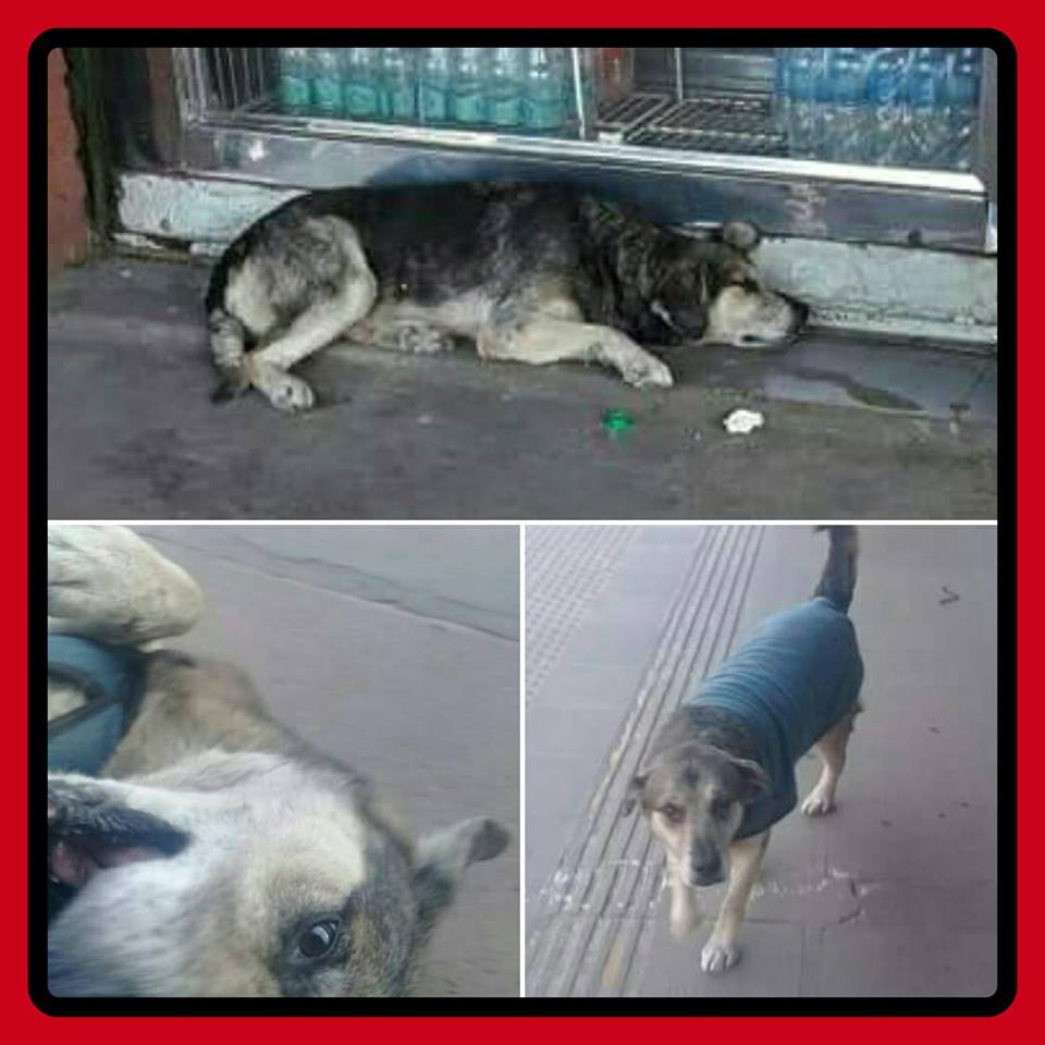 marianeldip_dip's tweet image. es el Marcelo se encuentra en la Estacion Burzaco
necesita urgente transito comunicate al siguiente celular si lo podes ayudar
ZUNILDA 1559536985