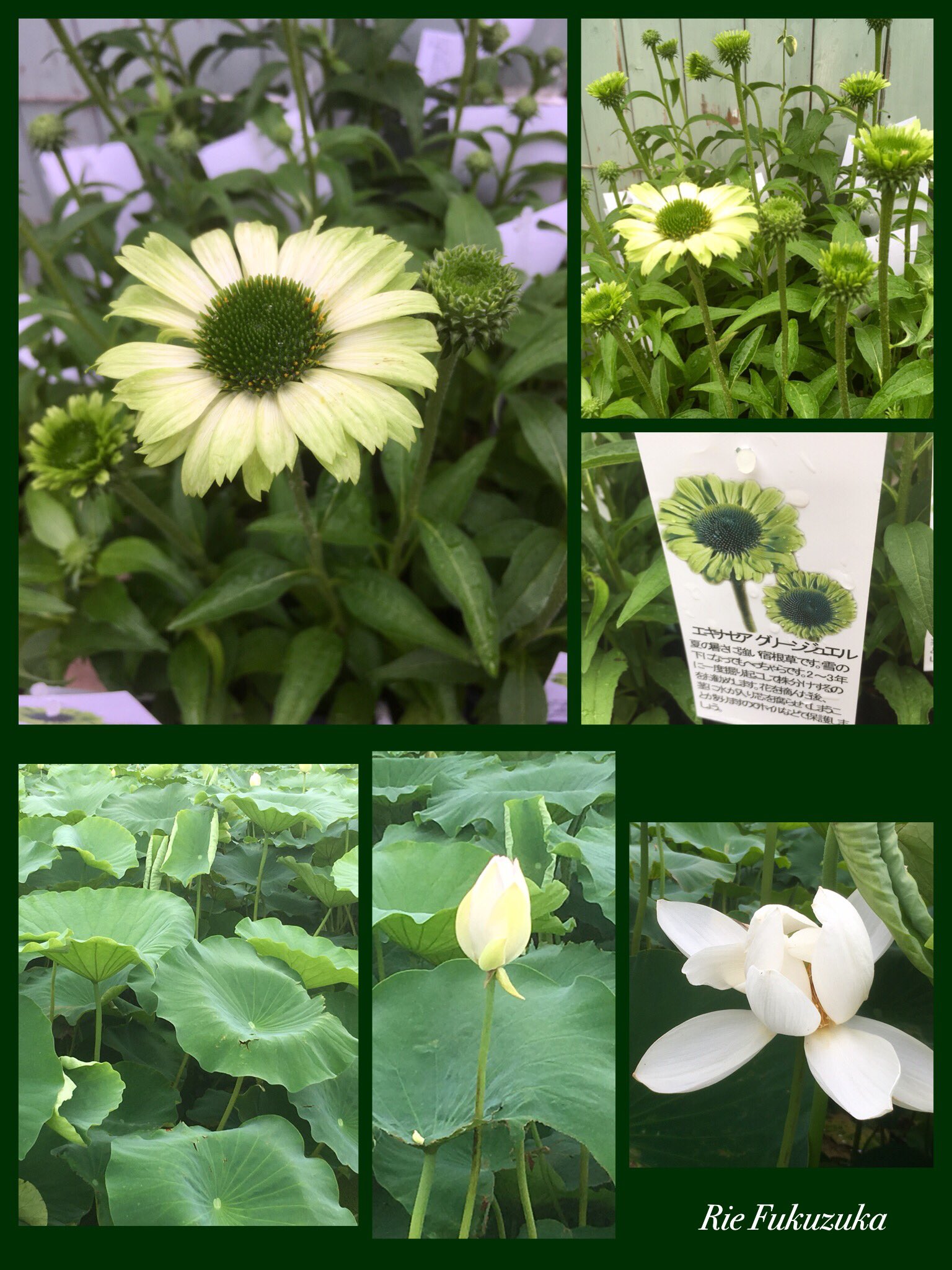 Rie F エキナセア グリーンジュエル が 届いたので寄せ植え を作成していました 緑色のお花が爽やかな宿根草です 花弁は 咲き始め 抹茶色 白っぽい緑色に変化 下段は この時期 レンコン畑で開花している 蓮の花 グリーンジュエル