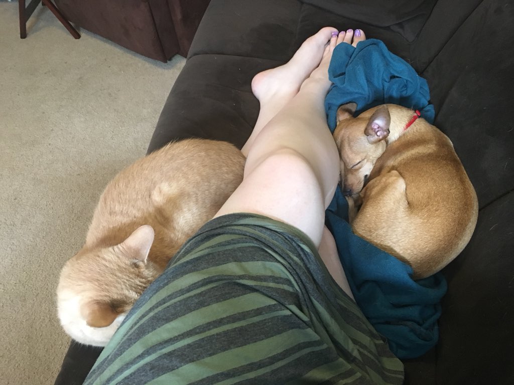 PadawanGirl's tweet image. When it’s hot as hell but you have snugglers. #petparentproblems