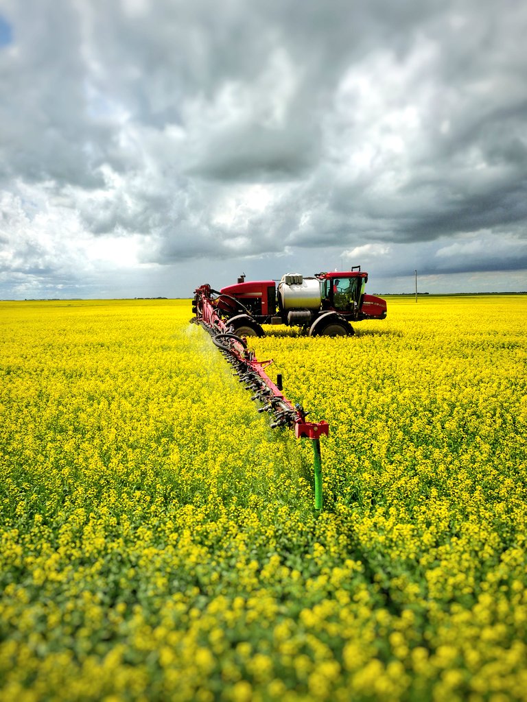 landon707's tweet photo. Got the drone out today. Grey sky and yellow fields. Just missed a nice shower. #L140P #spray18 @DJIGlobal @Bayer4CropsCA https://t.co/bbgDQULcvY