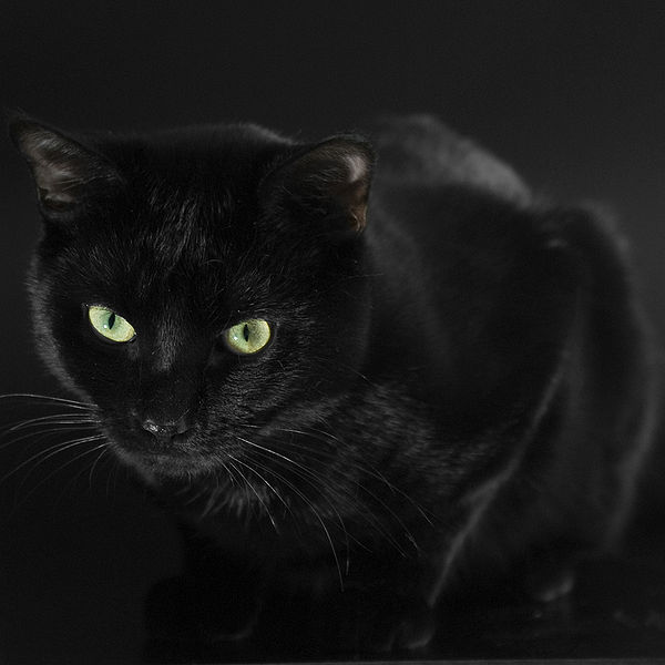 askzodia's tweet photo. Wizard, Julia the astrologer's black cat, is appearing today to talk about his life: https://t.co/7tVjoUorQb https://t.co/MtiVa5y1qz
