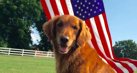 CBSNews's tweet image. The dog who played Duke in commercials for Bush's Baked Beans has died cbsn.ws/2KDtiE9