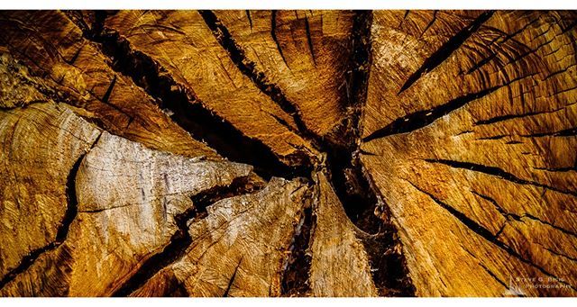 SteveBisig's tweet photo. Abstract in Wood No. 3, 2017
-
Nikon NIKON D700: ¹⁄₁₀₀₀ sec at ƒ / 5.6, ISO 1600, 60 mm
-
34°8'51.9" N 118°3'6.66" W
-
-
-
-
- #absract #california #log #losanglescounty #nature #naturephotography #northamerica #originalphotographers #outdoorphot… https://t.co/dRWTVopNcX https://t.co/huaBFpLzfu