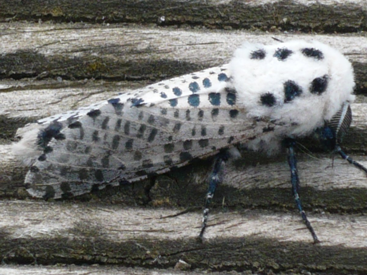 ColwallOrchards's tweet image. We're having a moth breakfast as part of our All About Orchards event on Saturday - come and see what we find!  Last chance to book - via email on members@colwallorchardgroup.org.