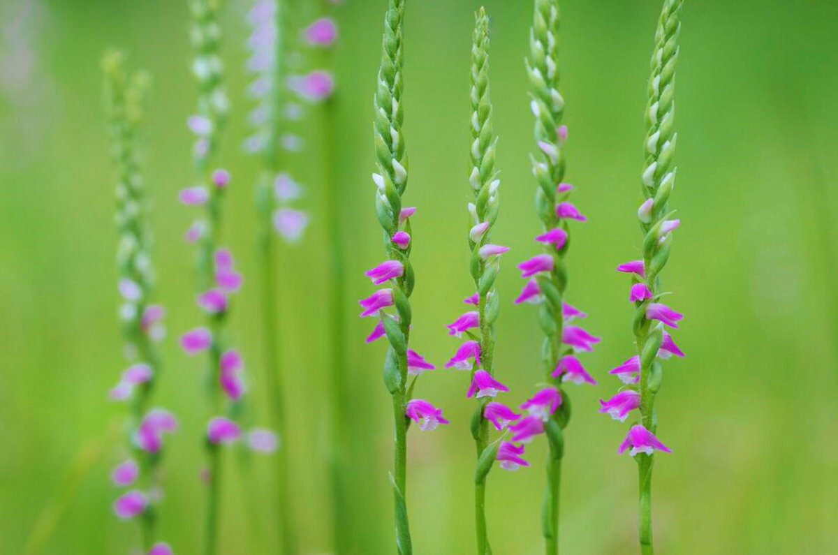 花 7月4日の花 ネジバナ 捩花 花言葉 思慕 ラン科ネジバナ属 別名 もじ摺り ネジリバナ 百人一首 みちのくの しのぶもじずり誰ゆえに 乱れむと思ふ我ならなくに 現代語訳 陸奥の信夫で作られる しのぶ もじ摺り の 乱れ染めの