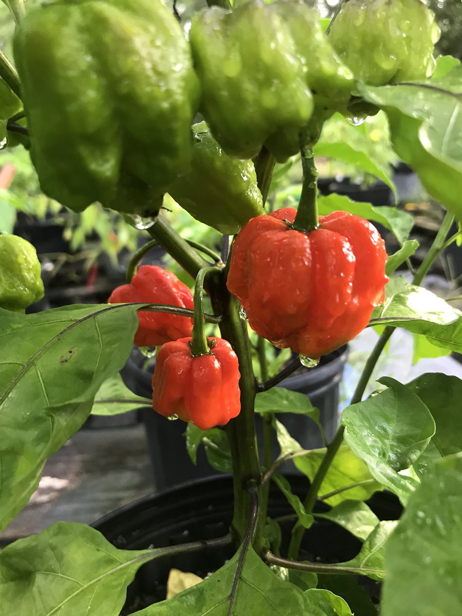 St Andrews Pepper tweet media