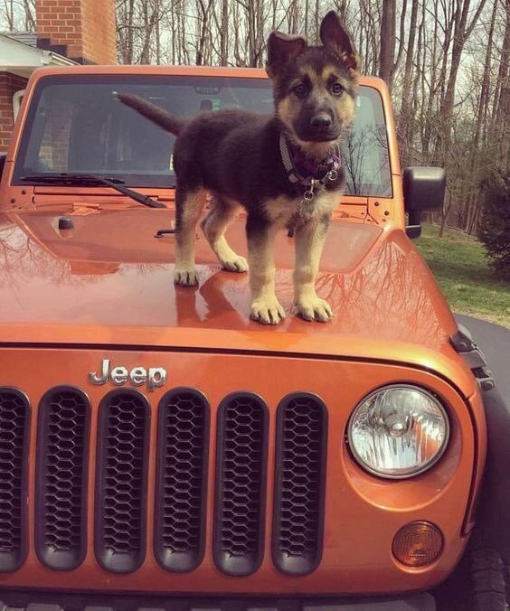 JeepGoaIs's tweet photo. https://t.co/F5ikQQR4Uk