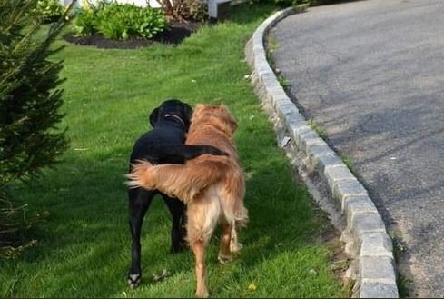 GoldretrieverUS's tweet photo. Buddies go for a walk.   One from #GoldenRetriever Channel and another from the #RetrieverLab.   We have 1 common bond- #Friendship  Never forget it.  
#Tweetfriends 
#AdventuresofKaiandRio #Itsblack #Itsgold #DogCelebration #LandofDogs https://t.co/GKqFvmMY5g