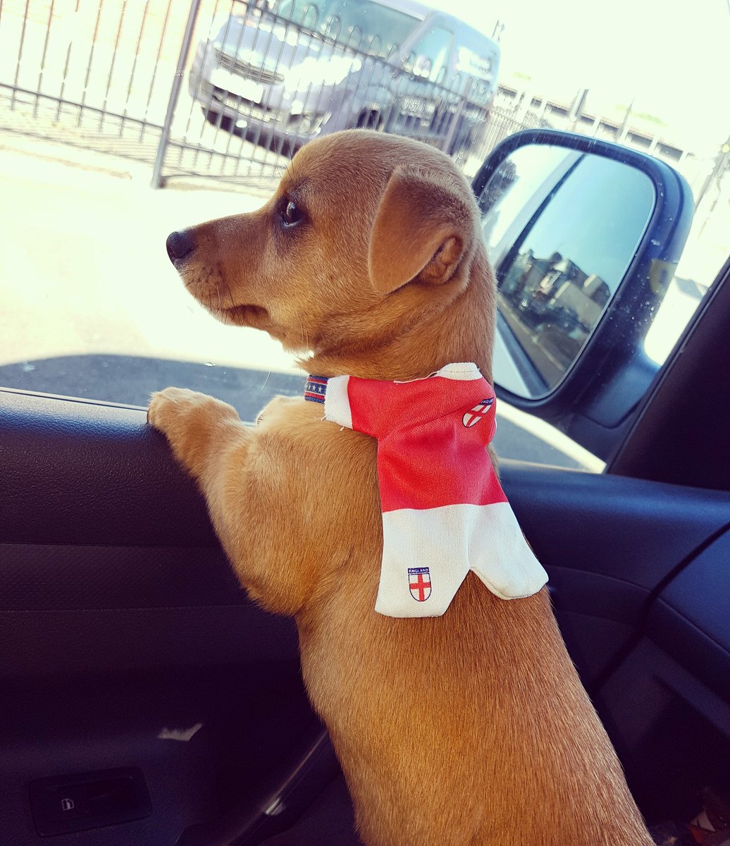 C'mon England #engerland #engerland #engerland #engerland #nanaaaaa 🏴󠁧󠁢󠁥󠁮󠁧󠁿