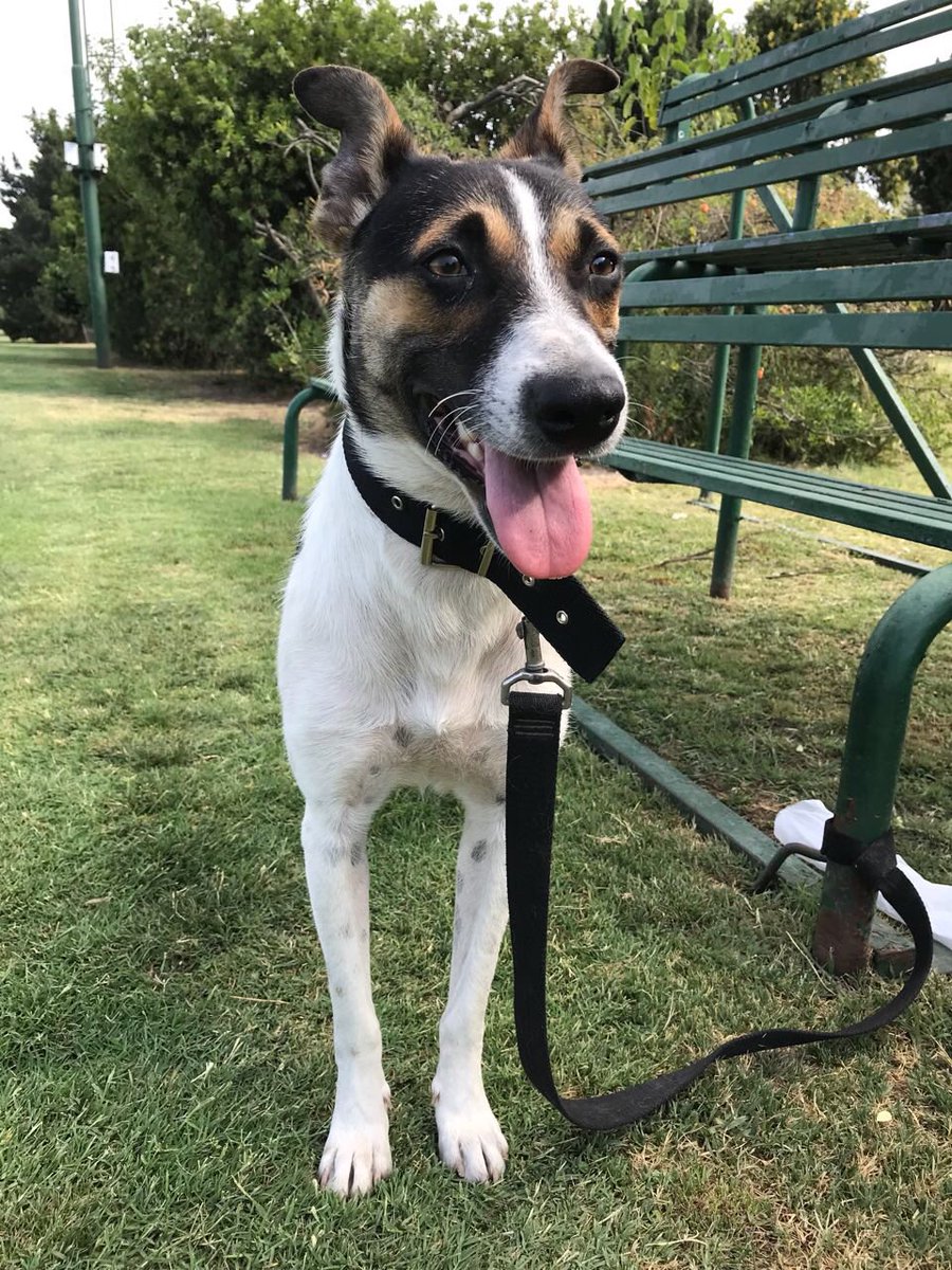 HuellasV's tweet image. COQUITO EN ADOPCIÓN. 1 año y 1/2, le encantan los niños, juguetón, castrado y vacunado. Esta en Pilar. Lo llevamos a domicilio del adoptante. 1553290453 @AmorDePerro_