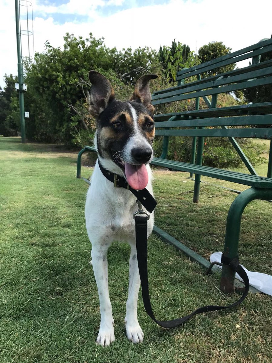 HuellasV's tweet image. COQUITO EN ADOPCIÓN. 1 año y 1/2, le encantan los niños, juguetón, castrado y vacunado. Esta en Pilar. Lo llevamos a domicilio del adoptante. 1553290453 @AmorDePerro_