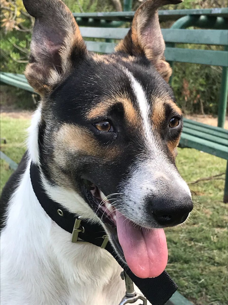 HuellasV's tweet image. COQUITO EN ADOPCIÓN. 1 año y 1/2, le encantan los niños, juguetón, castrado y vacunado. Esta en Pilar. Lo llevamos a domicilio del adoptante. 1553290453 @AmorDePerro_