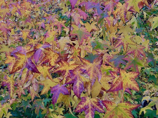 mockturtle1952's tweet image. Mellow Autumn colours #PeninsulaDrones #peninsuladronephotography #merricks #iphone6 #merricksgeneralstore #westernport #morningtonpeninsula #autumn #autumnleaves #mellow ift.tt/2lQdbVx