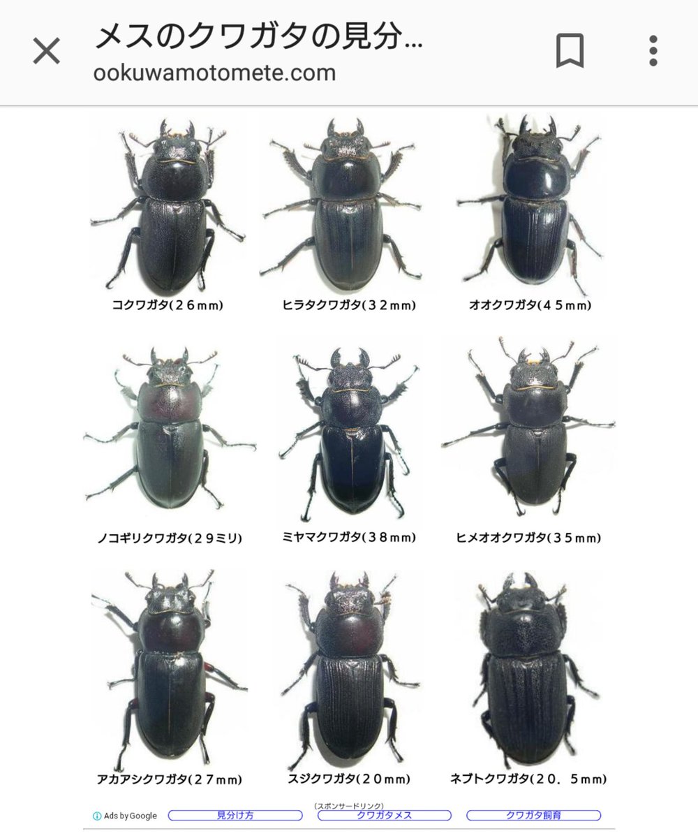 ヴィヨンド うーん クワガタのメスは判るけど 種類がわからない ２cmちょいくらい