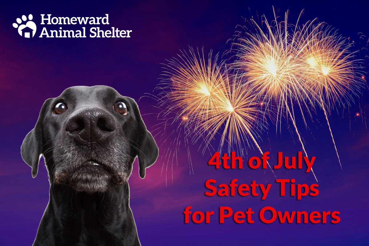 As we are getting ready to celebrate the 4th of July, Homeward Animal Shelter would like to offer the following 4th of July Safety Tips to all pet owners: homewardonline.org.

#4thofJulySafetyTipsforPetOwners