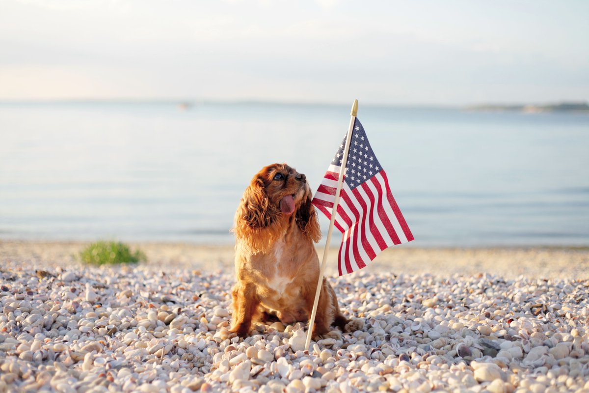 humaneworldorg's tweet image. Fireworks can startle pets. 🎆

Sadly, for many animal shelters, the day after a town fireworks display is one of the busiest days of the year, as family pets become lost fleeing the sounds. 

Keep your pets indoors during #FourthOfJuly celebrations!