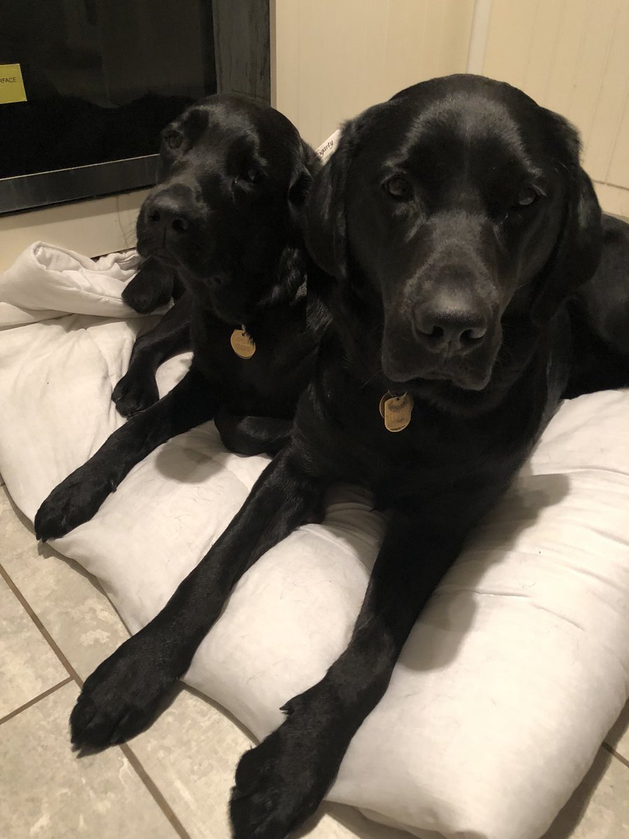 Lou244's tweet photo. It’s goodnight from these two lovely life changers 💕🐶😴 #siblings #guidedogs #traineeguidedog #volunteer #boarder #volunteering #volunteerboarder #lifechangers @guidedogs @GuideDogsAther @GuideDogsMMT https://t.co/PoFncufEX6