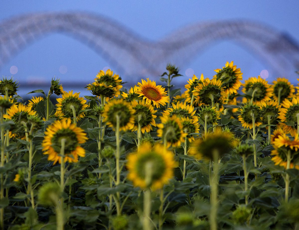 You there, in the middle ... thanks for turning around.
#memphis #sunflowers #westmemphis #deltaregionalriverpark #bigrivercrossing