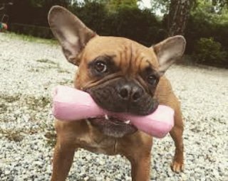 PerroRegalo's tweet image. #03Jul son nuestros consentidos y nuestros fieles amigos. Regala amor y celebra a lo grande junto a ellos #perroregalo #fiesta #vetetinario #perro