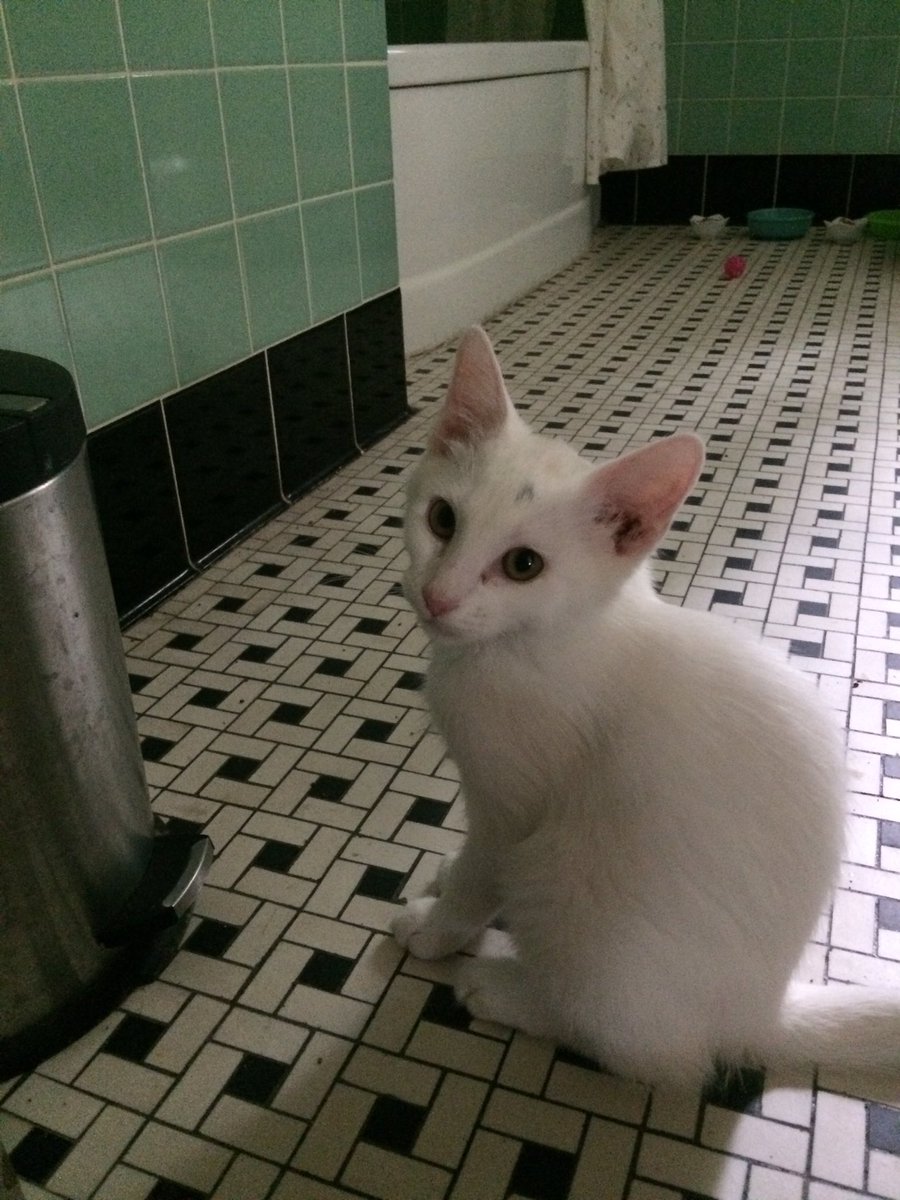ArchIncMemphis's tweet photo. New office cat Arsenio Paw! @ArsenioHall https://t.co/Evz8JNfepn