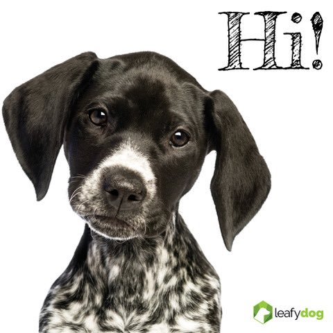 leafydogsupport's tweet photo. Well, it’s official. A lot of hard work, a lot of support, and a lot of love. Check us out! #theleafydog #weloveyourdog #keepingdogschill #allforthedogs #moretocome #gratitude https://t.co/UC91LthNkz