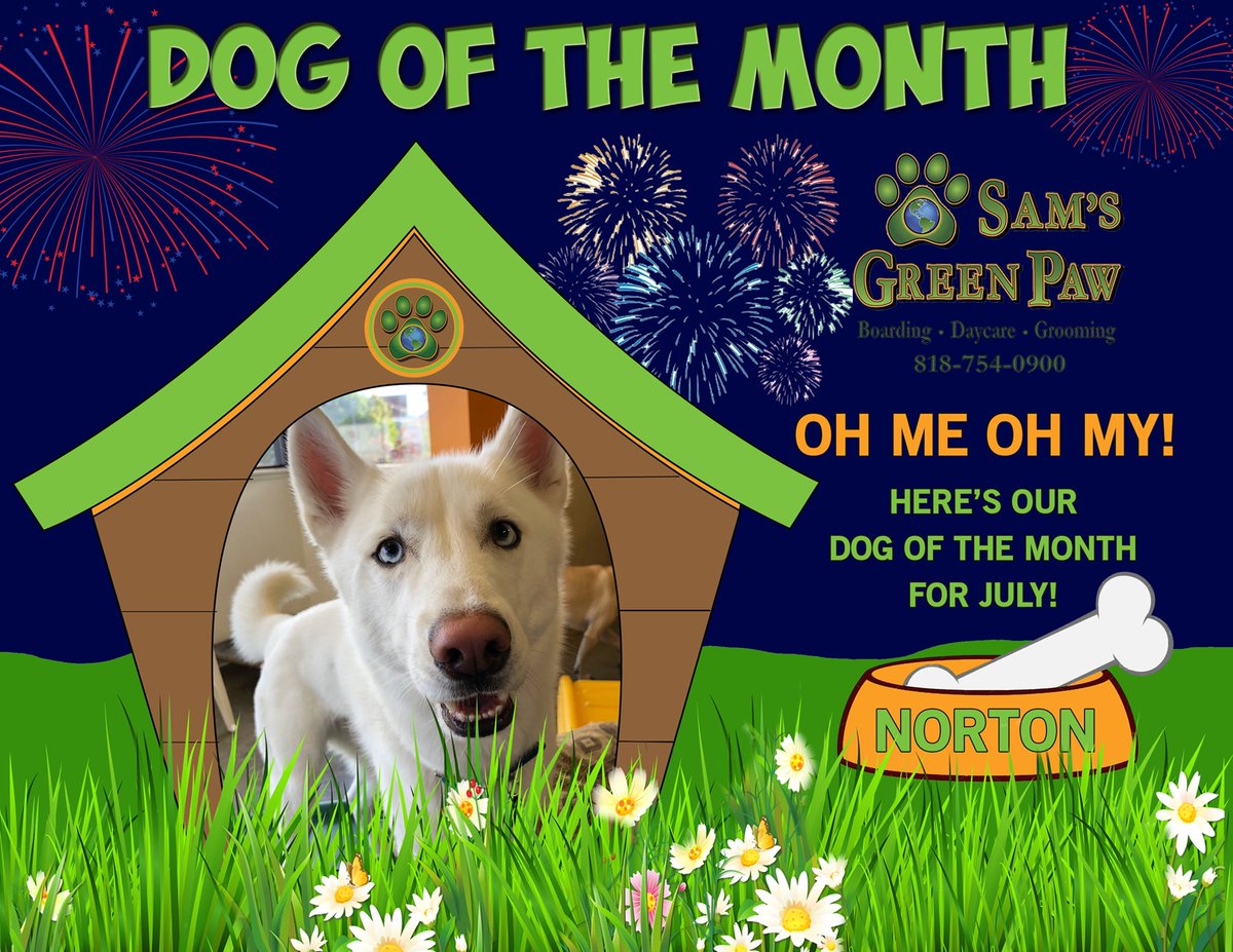 Congratulations to Norton! This cute pup is our dog of the month for July!! #dogofthemonth #samsgreenpaw #doggydaycare #happypups