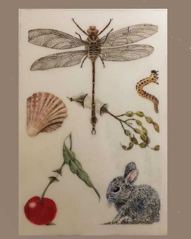 BoydCalligraphy's tweet photo. In a class with the amazing Denise Walser-Kolar this spring, I created this piece on vellum in the style of Hoefnagel.  The actual size is 4” x 6”. I’m inspired to do more work like this!  #denisewalserkolar #botanical https://t.co/ec1jnt6xsq https://t.co/qFepyMrmZW