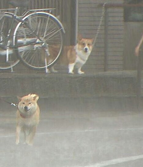 雨の中の散歩