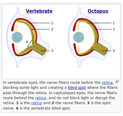 BTW, remember how I said "vertebrate eyes" up there?Guess who has eyes which are wired forwards instead of backwards (no have no blindspot), have an internal lens, and can even see polarization of light?our good friends the Cephalopods!
