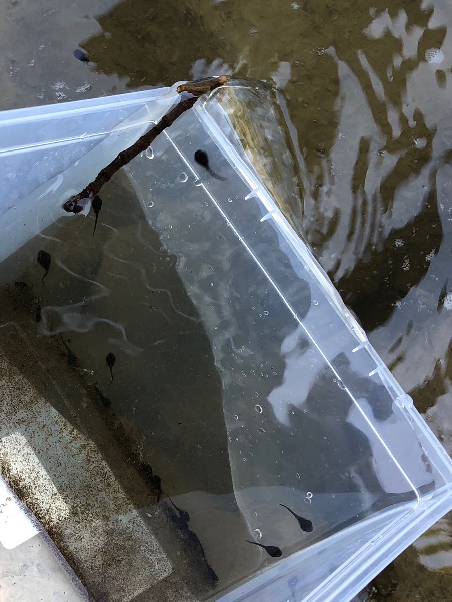 ParisCentralPS's tweet photo. Released the froglets/tadpoles into the Grand River on the last day of school 🐸 ⁦@GEDSB⁩ https://t.co/sXDcu4zFfx