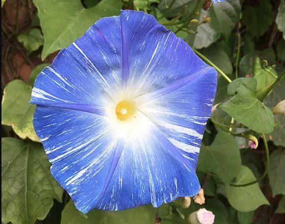 chicagobotanic's tweet photo. Patriotic (and rare) true blue blooms you’ll want in your yard. https://t.co/QJnZUSJo4I #blueflowers #fourthofjuly https://t.co/YRnt6jcPeB