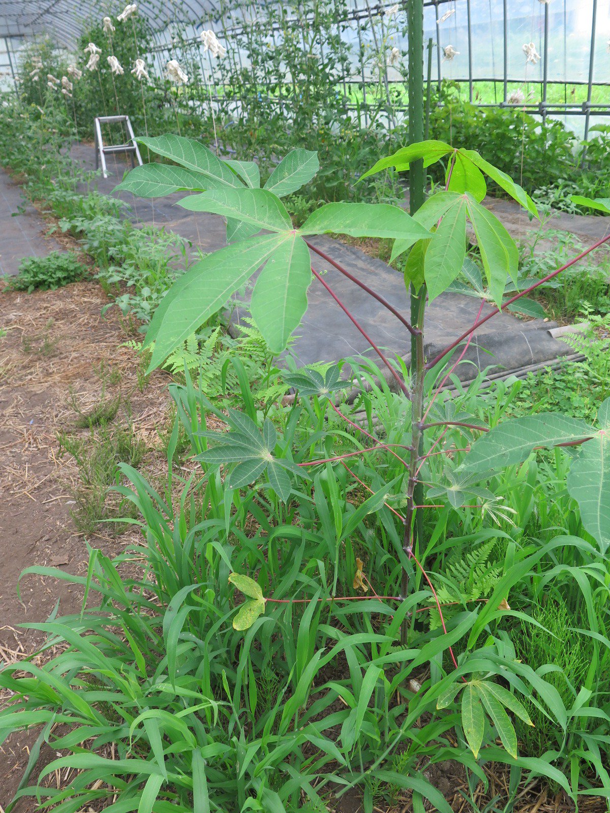 たつ たかし龍 隆 おはら野 キャッサバcassava トウダイクサ科 イモノキ属 熱帯低木 マニオク マンジョカ カサーバとも 芋を毒抜きして食用にする 芋を粉にして澱粉を利用する タピオカ アルコールなど 澱粉需要の重要な位置を占める 10年 全