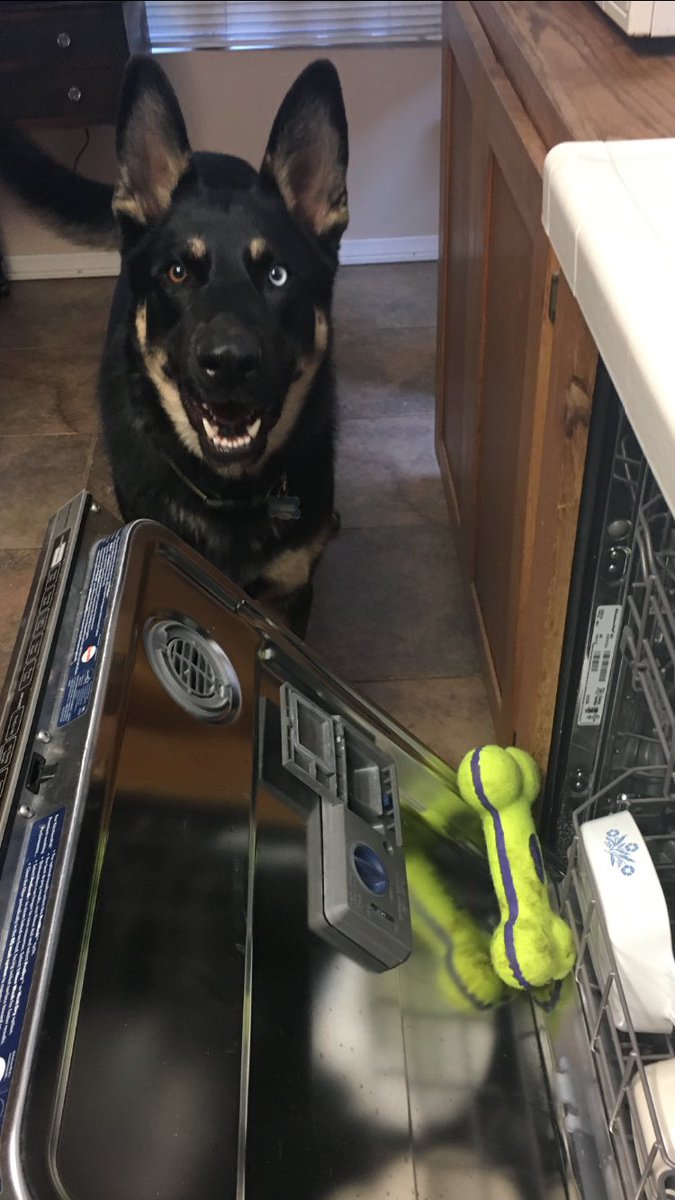 LeRoyTheTornado's tweet photo. Helping Mom load the dishwasher!  #tornadowithteeth #MomHatesDoingDishes #Shepherd #Husky #smartdog #puppies #dogs 🌪🐾🐾❤️ https://t.co/T4L1jTCLag