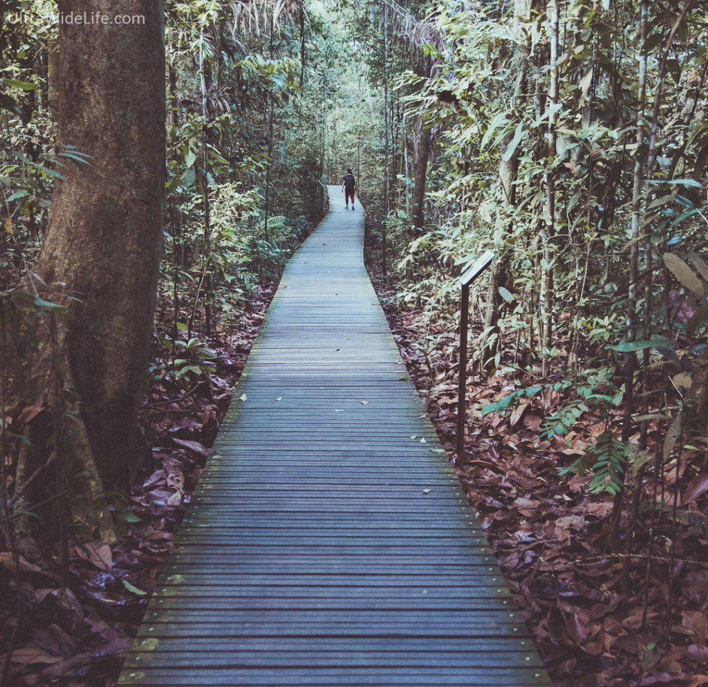 ultrawidelife's tweet photo. The Jungle Trail of MacRitchie Reservoir Park https://t.co/rHXquucDjs https://t.co/j96h7tT4sx
