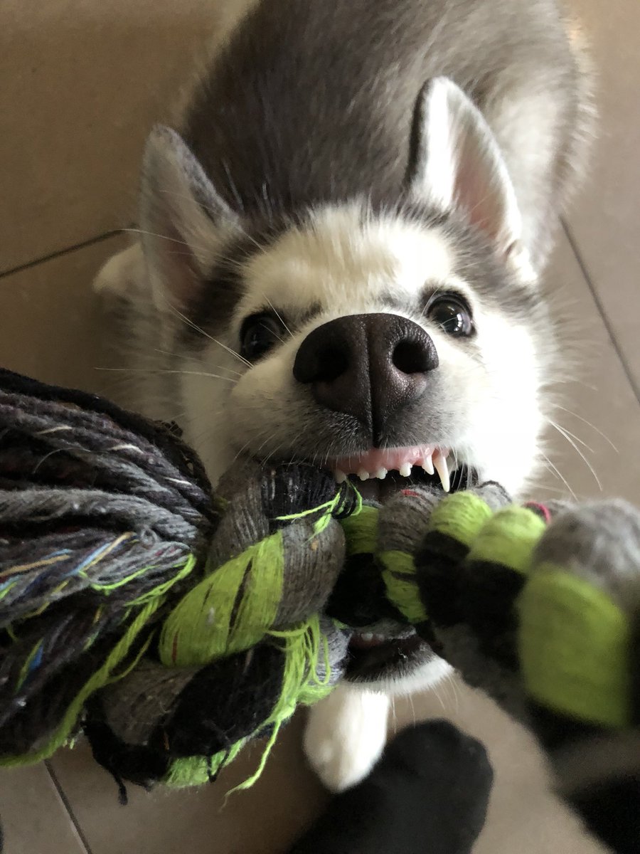 FaZe_Rain's tweet photo. My dog has the nicest little tooth’s https://t.co/0Mp6jfviAN