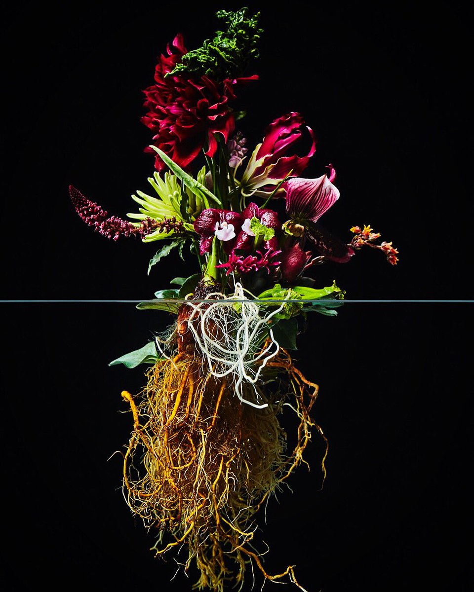 Azuma Makoto On Twitter Pola Ba Flowers Pola Ba