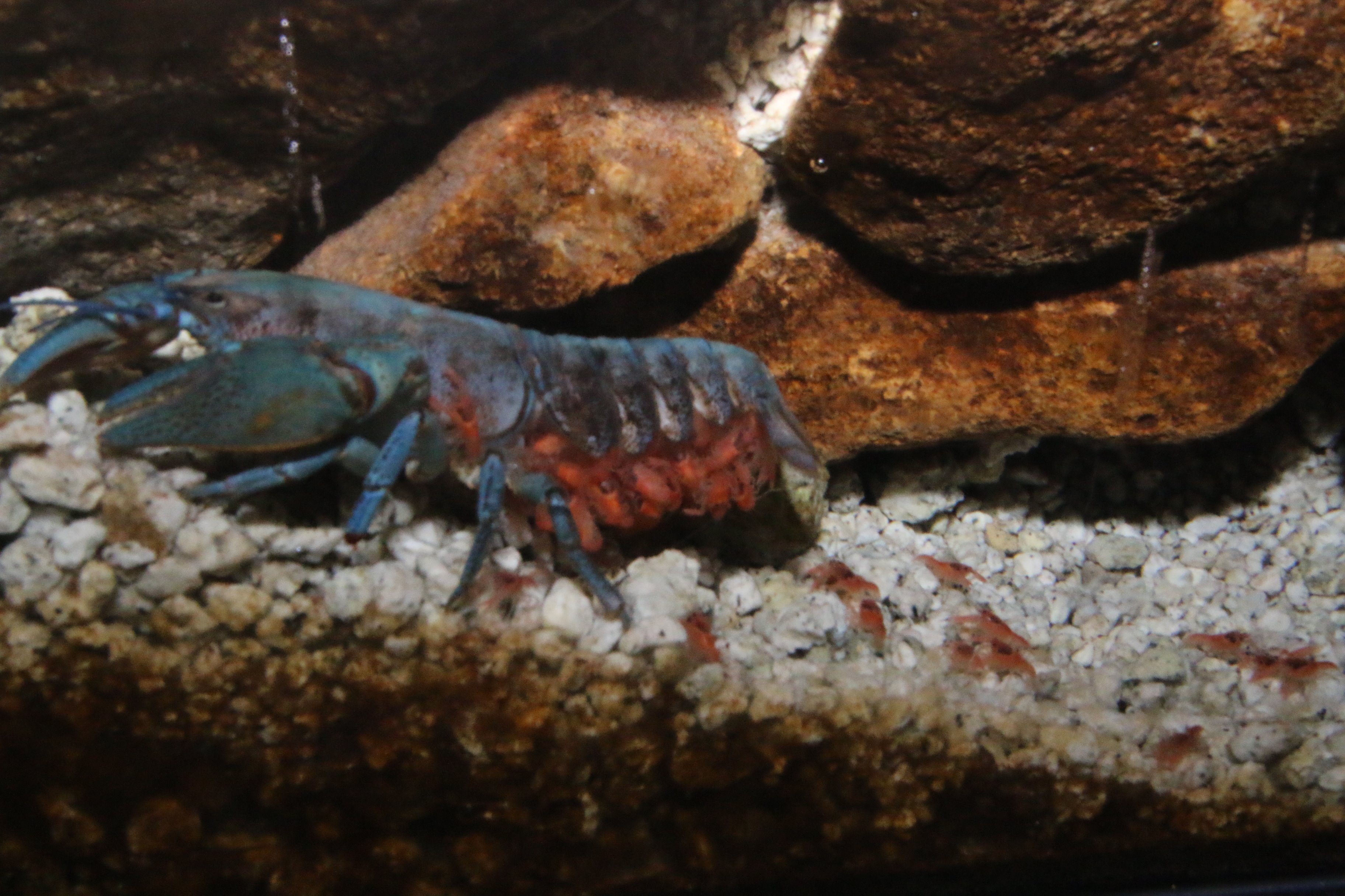 室蘭市 A Twitteren 水族館 で日本初の 青色ニホンザリガニ 繁殖展示 ニホンザリガニ の飼育 繁殖は難しく 成功例は少ないですが 水族館では今シーズン 母親ザリガニの繁殖展示を行っています 現在は卵が孵化し 稚ザリの世話をしているところを見ることが