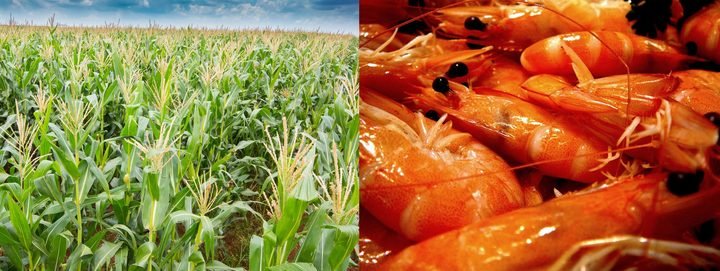 Ruby_Katherine8's tweet photo. Edible bioplastic - food wrap of the future?https://t.co/AzWvtDSLGu https://t.co/QYZQmrzzqO