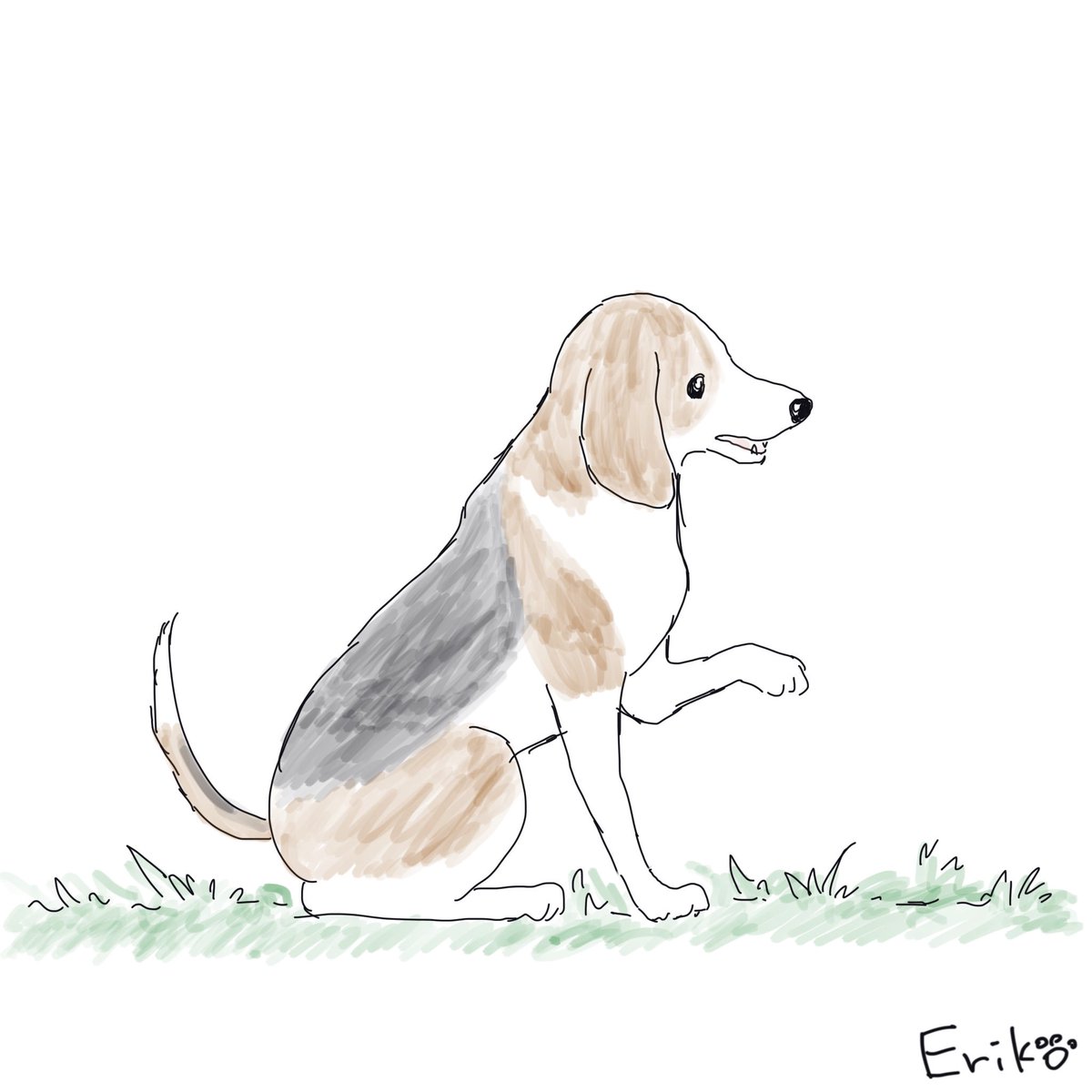 Dog Cat Sketch ビーグル いぬ 犬 イラスト 犬イラスト Beagle Dog Applepencil Procreate Illustration