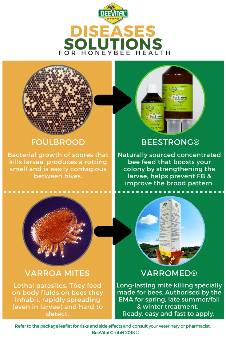 BeeVitalcom's tweet photo. #honeybees #bees #savethebees #BeeVital #VarroMed #BeeStrong #beekeeping #biotechnology #organicbeekeeping #natural #beekeeper https://t.co/wSXMkclb1V