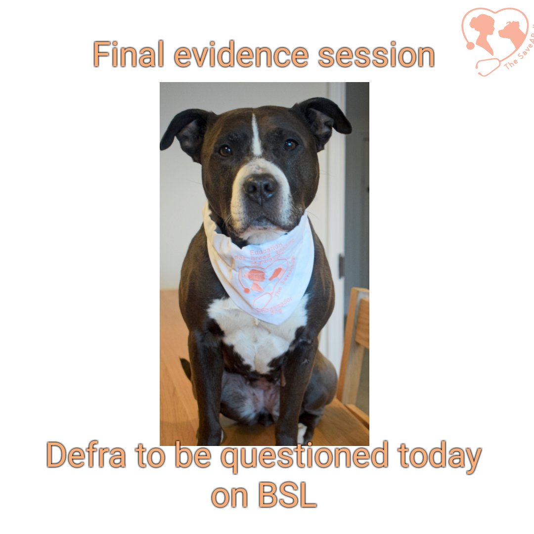 Watch live here: parliamentlive.tv/Committees
We look forward to hearing your thoughts and suggestions. One of our veterinary colleagues is there to attend the session.
#EndBSL #dogbiteprevention @BVNAPresident @bvnauk