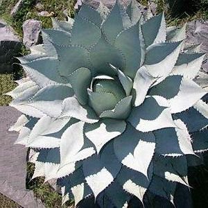 vivaimgf's tweet photo. L'agave è una #pianta dalle #foglie carnose, disposte a #rosa, molto adatte a #terreni #aridi e per le località #marittime. Scopri di più: https://t.co/v5MoDhq2PD #mare #giardino #verde https://t.co/XoUhJcgxvh